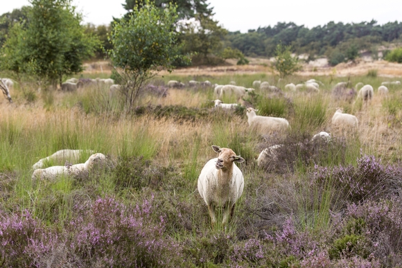 Nationaal Park De Loonse en Drunense Duinen